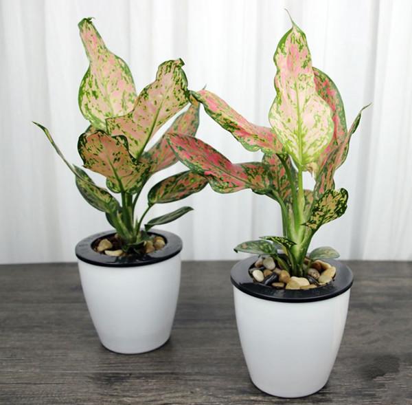 核桃种子自制盆栽:开启家庭绿植新篇章