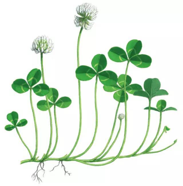 招财树扦插技术:详解繁殖要点与技巧